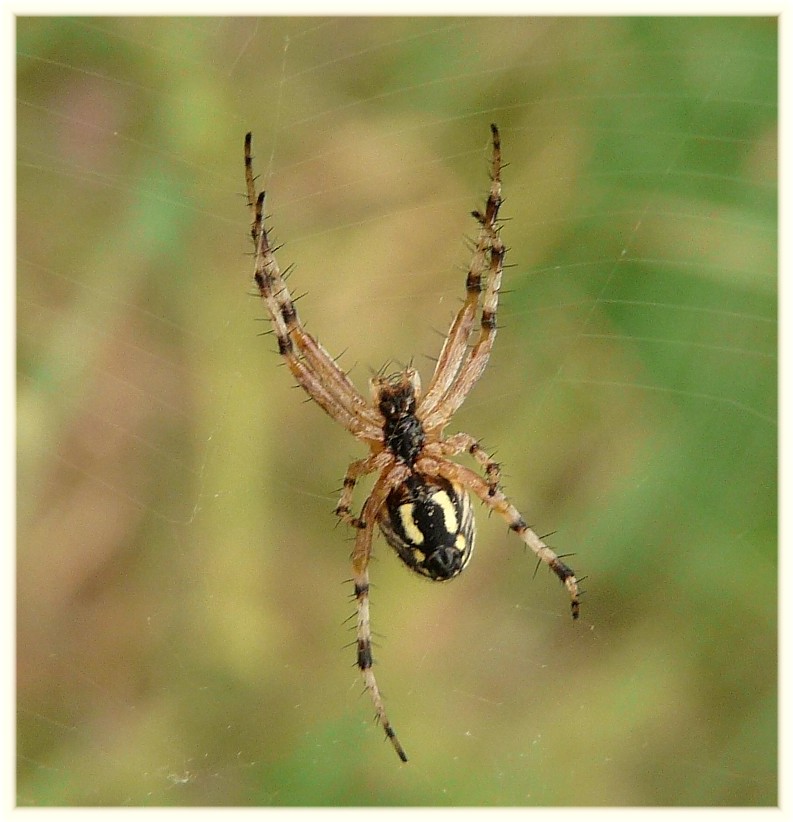 Mangora acalypha (?)